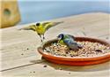 Veranstaltungsbild Vogelfutter selber herstellen